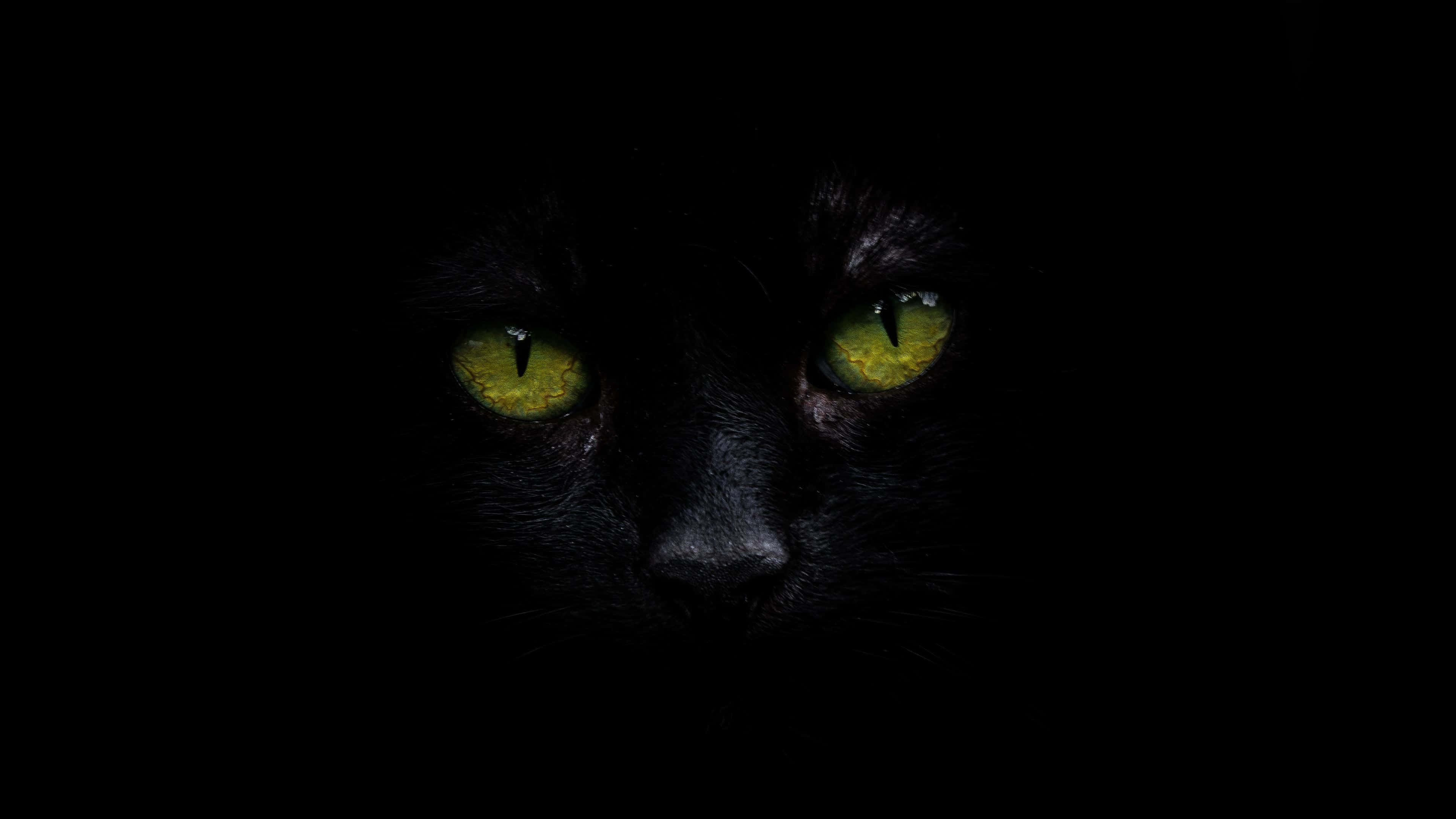 黒猫4K OLED背景 壁紙