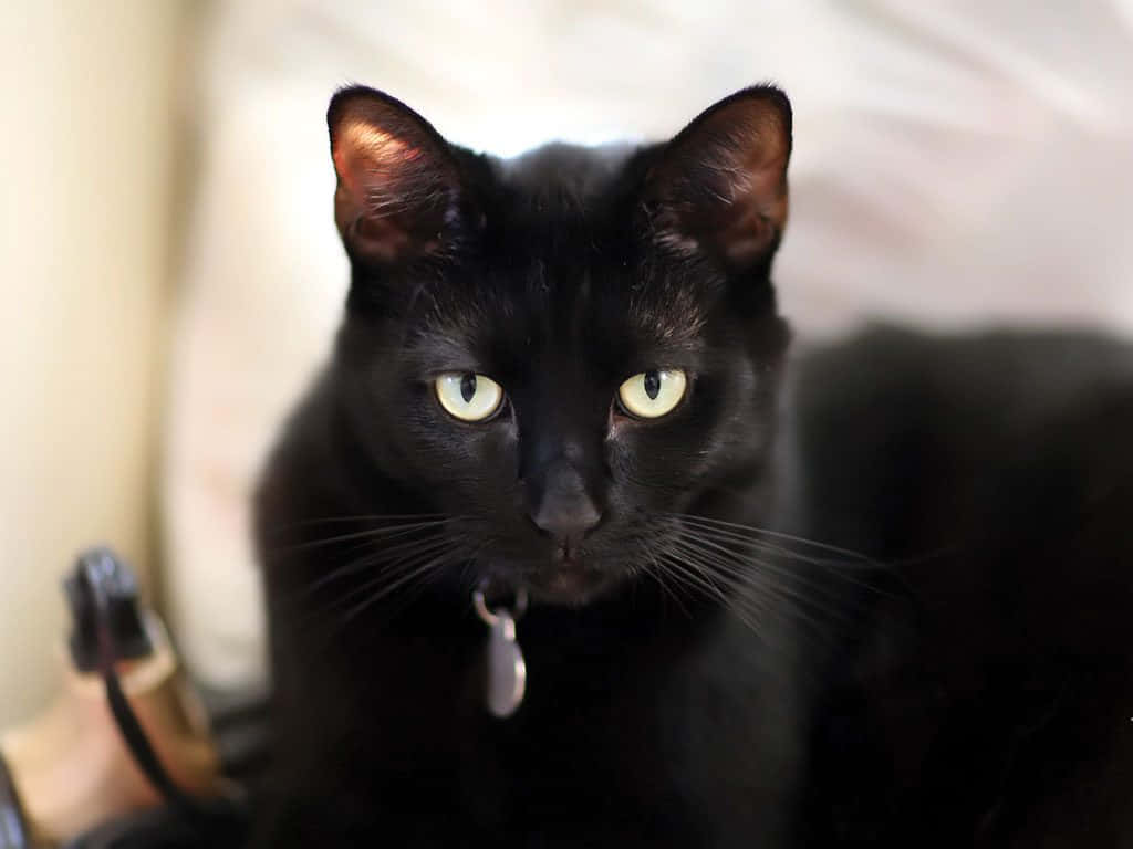 黒猫がベッドの上に座っている、緑の目をした 壁紙