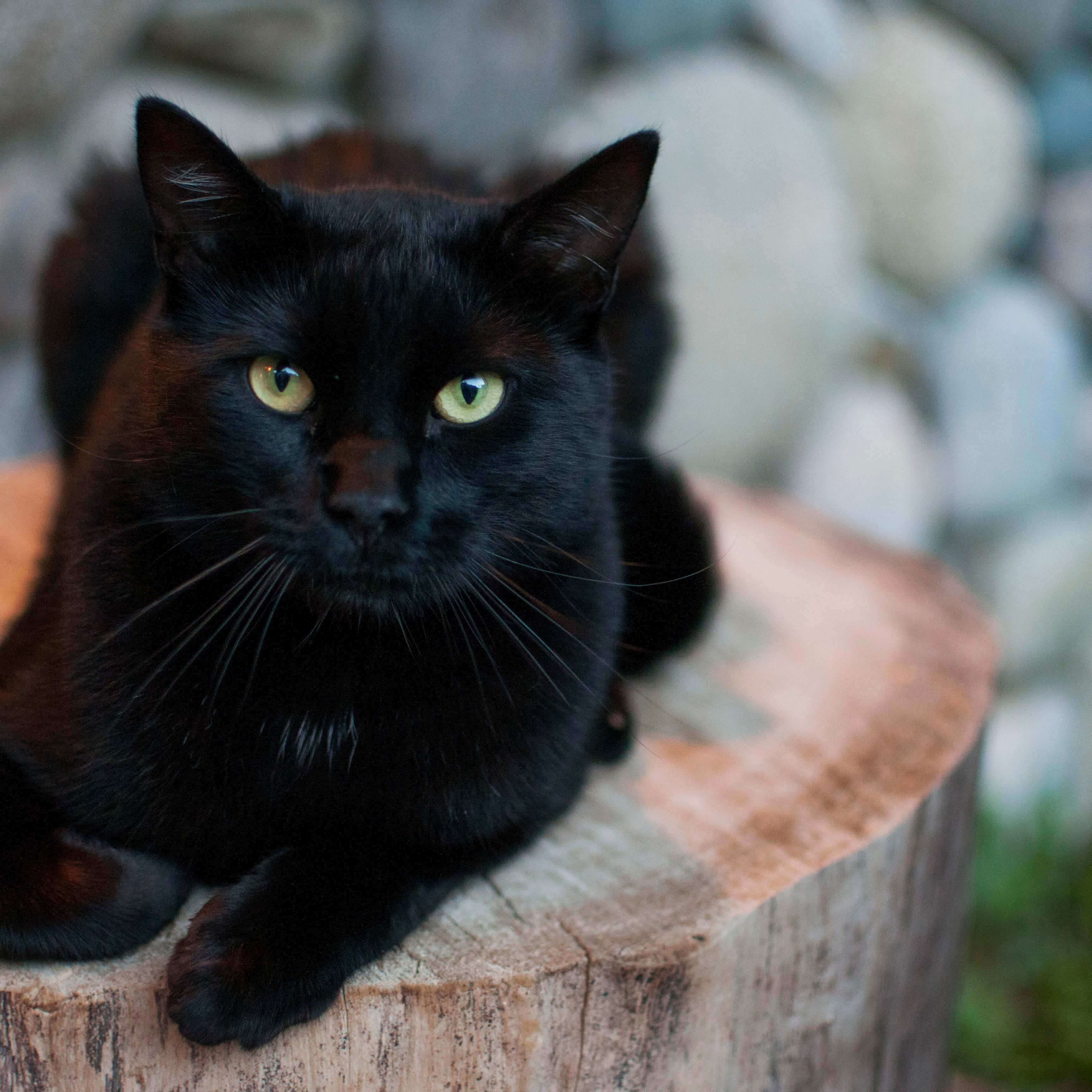黒猫が切り株の上に座っている 壁紙