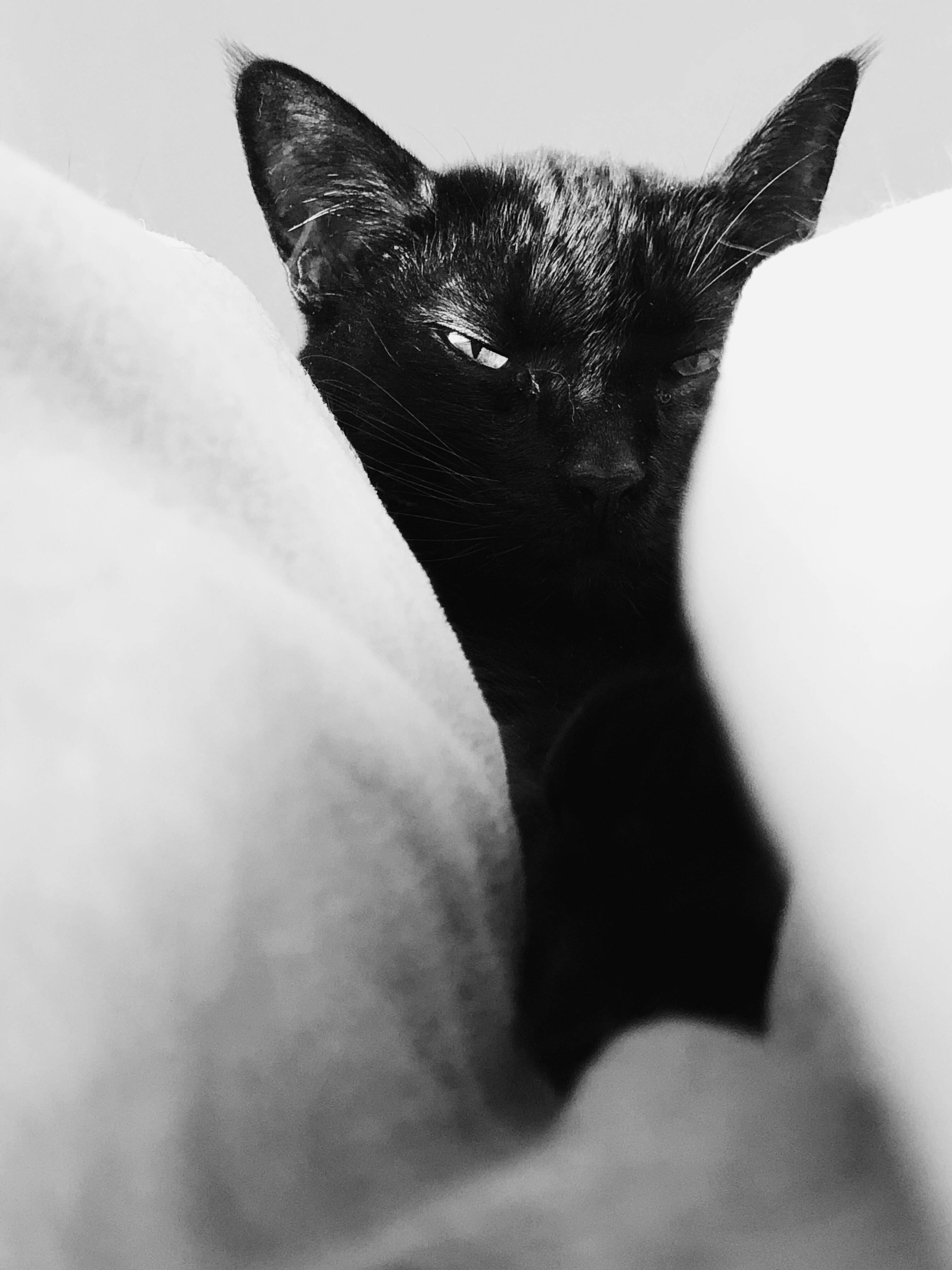 黒猫と白い枕 壁紙