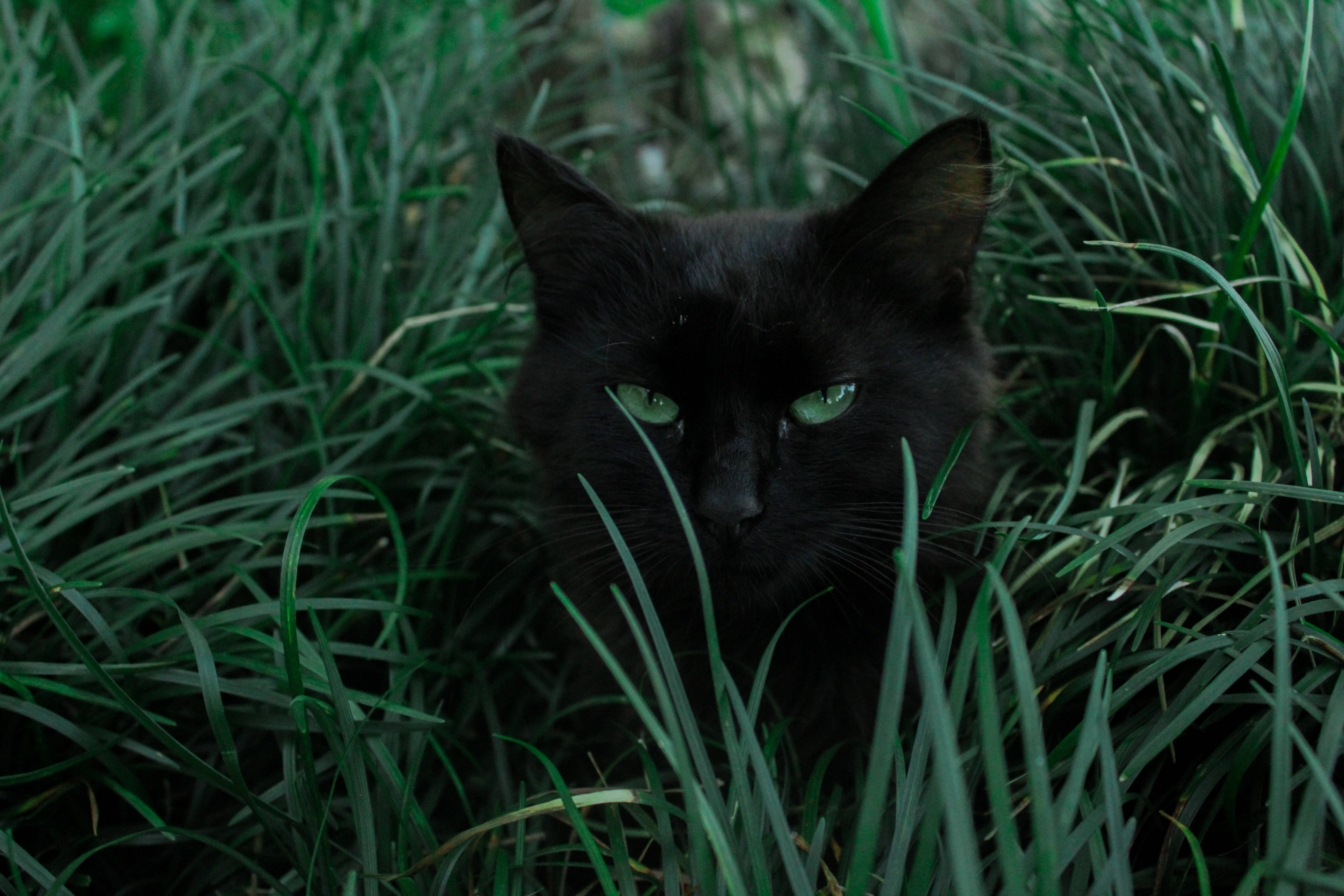 黒猫と緑の草 壁紙