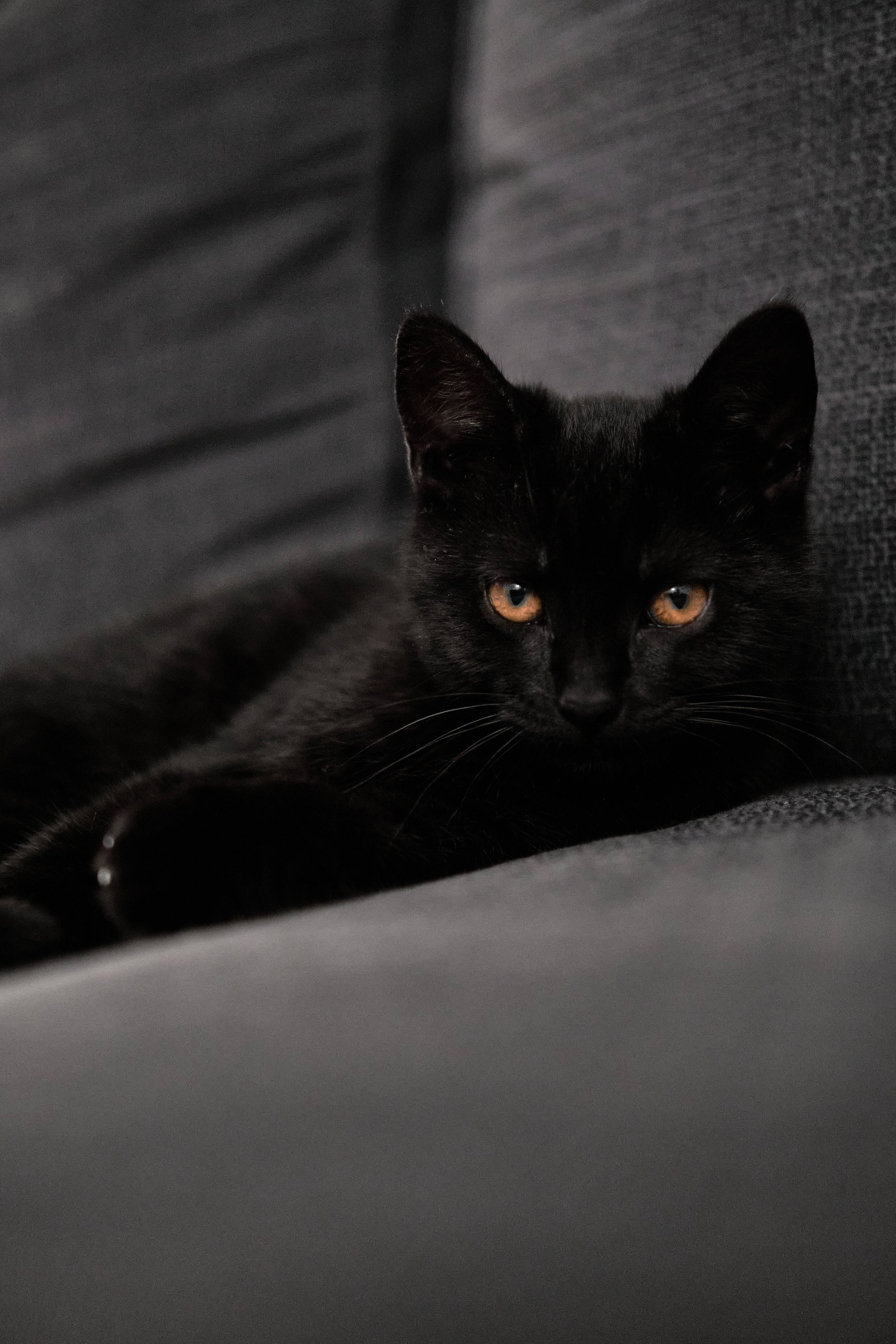 黒猫の子猫がソファに 壁紙