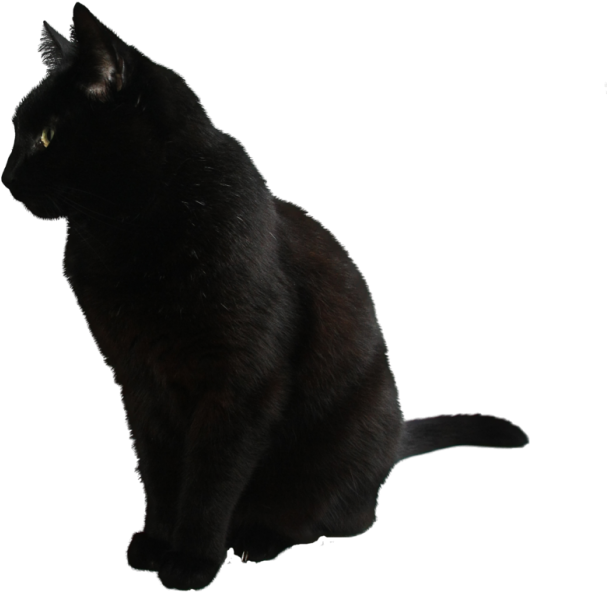 黒猫の横顔 壁紙