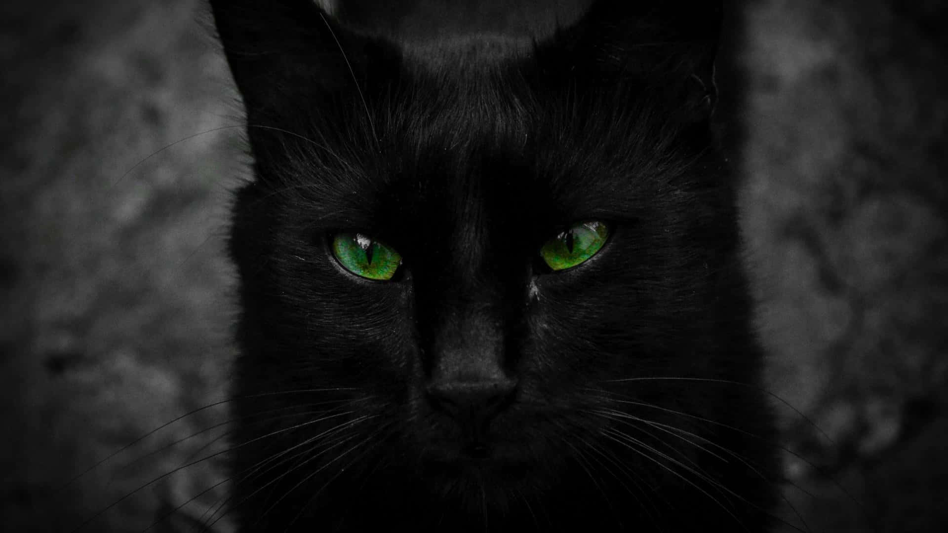「黒猫の独立した眼差し」 壁紙