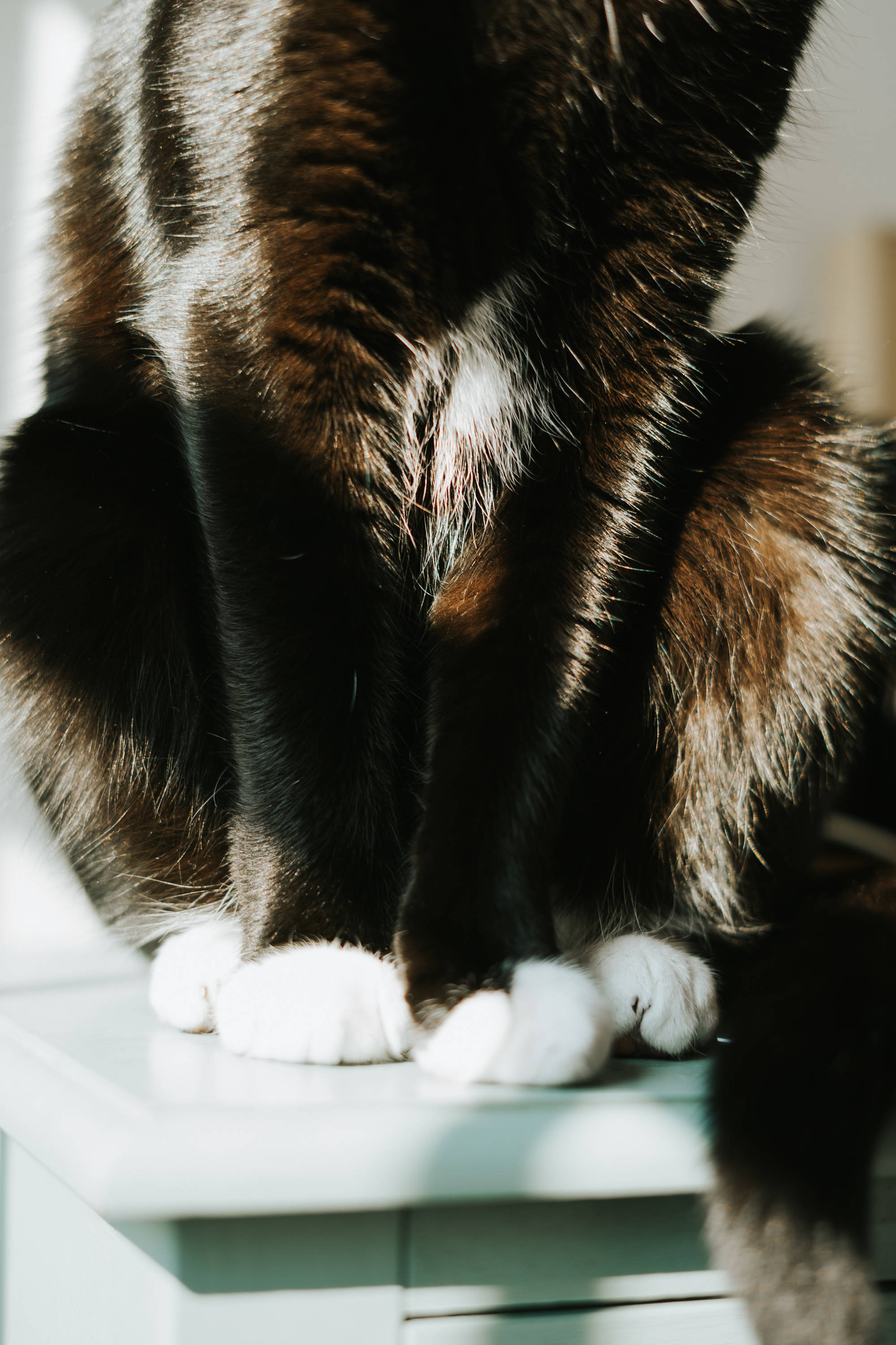 黒猫の白い足 壁紙