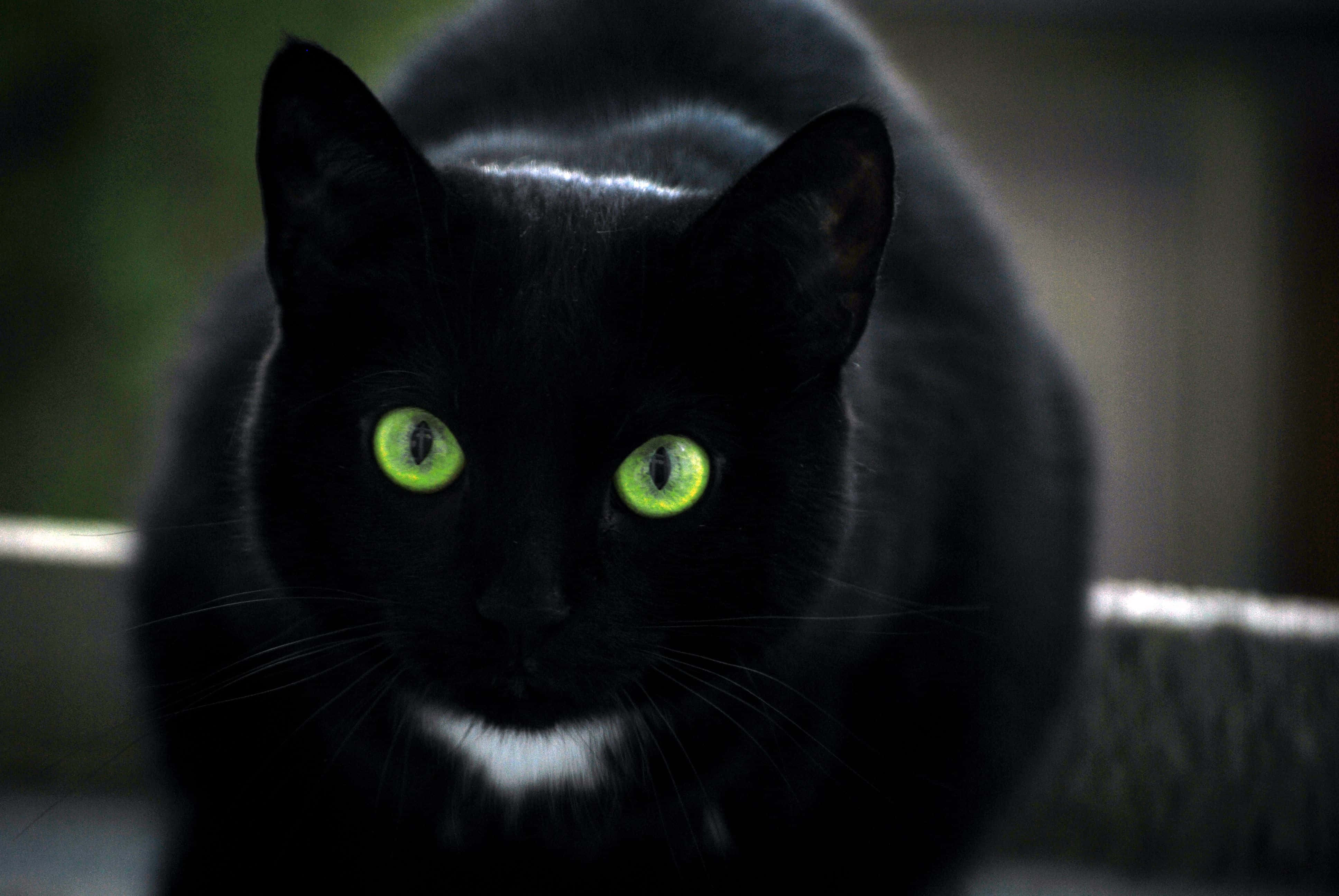 黒猫の緑の瞳 壁紙