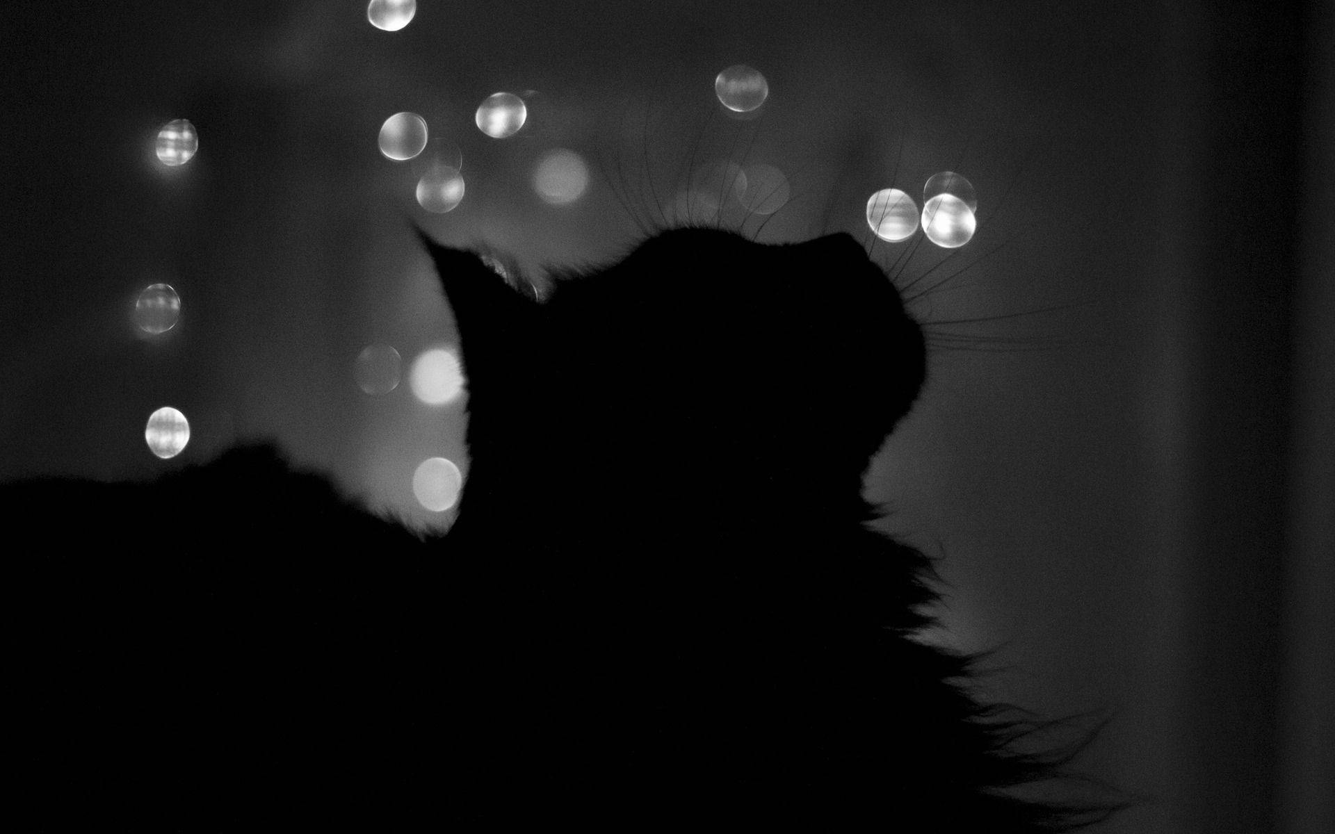 黒猫シルエット 壁紙