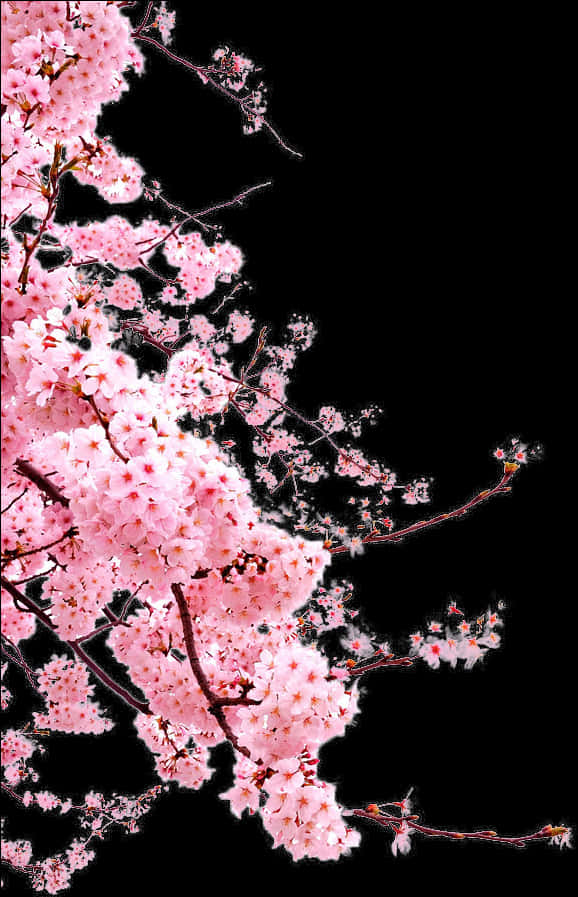 黒背景に映える鮮やかな桜 壁紙