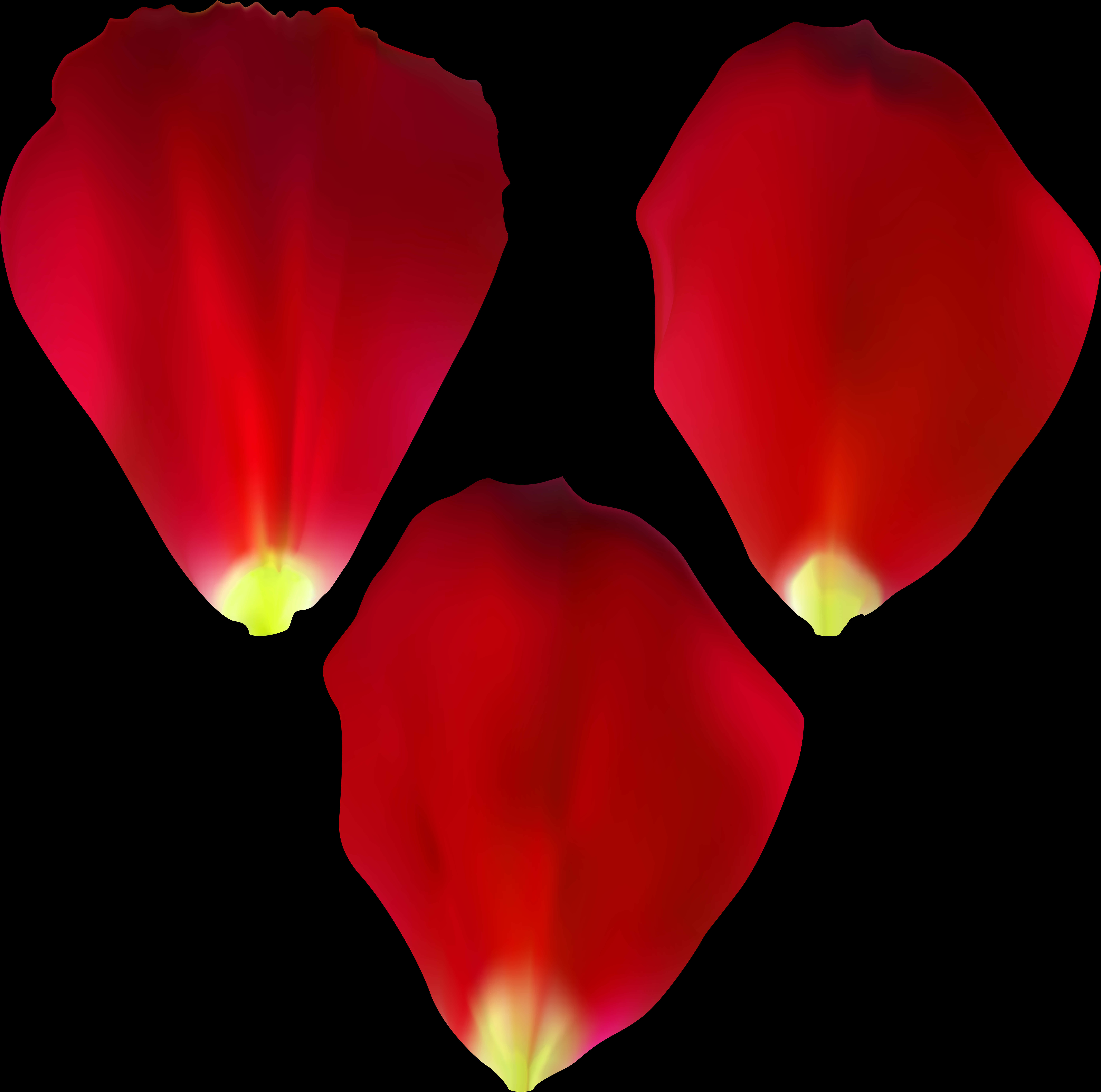 黒背景に赤いバラの花びら 壁紙