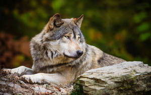 白と灰色のオオカミの動物写真の壁紙