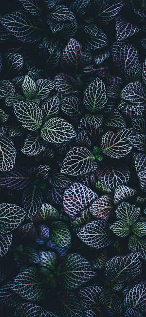 Plant Iphone — iPhone 14 Plus 壁紙