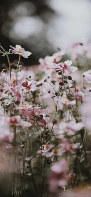 Aesthetic iPhone X ピンクの花 — iPhone ピンク エステティック 壁紙