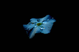 黒背景に水滴をまとった青い花のAMOLED壁紙