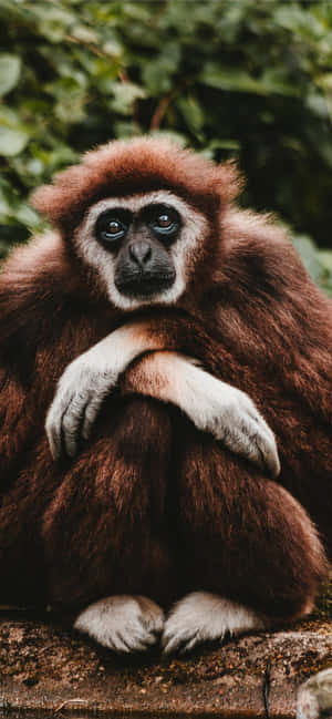 Android Gibbon 背景 — iPhone 14 Plus 壁紙