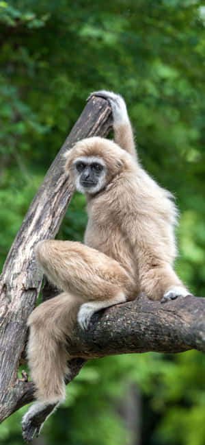 Iphone Xs Max Gibbon 背景 — Tecno Camon 壁紙