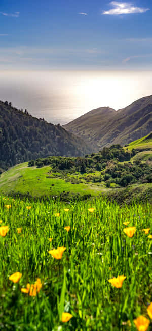iPhone Xs California 背景 — Vivo V70 Lite 壁紙