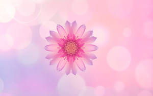 Huawei ピンクの花 壁紙