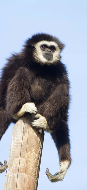Iphone Xs Max Gibbon 背景 — Nubia A76 壁紙