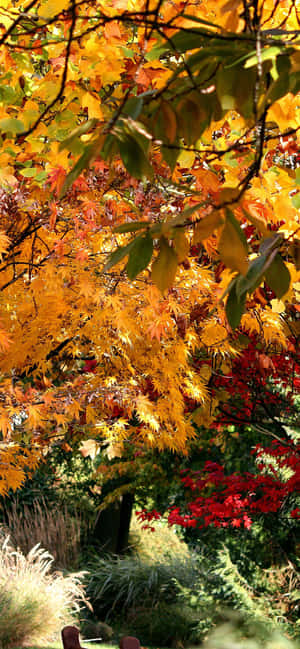 Iphone Xs Max Autumn Background — iPhone 17 Pro Max 壁紙