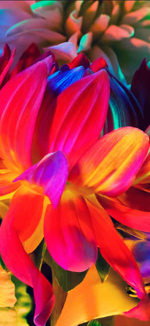 Rainbow Flower Iphone — Galaxy A55 壁紙