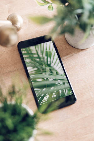 iPhoneと植物のある机 — Xiaomi Pad 9 Pro 壁紙