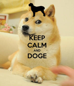 Keep Calm And Doge ミーム壁紙 — Motorola Razr 70 Ultra 壁紙