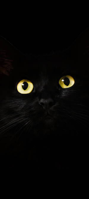 Note 10 Plus 黒猫 壁紙 — Pixel 9 壁紙