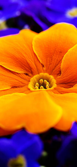 Orange Primrose Flower 壁紙 — iPhone 17 壁紙