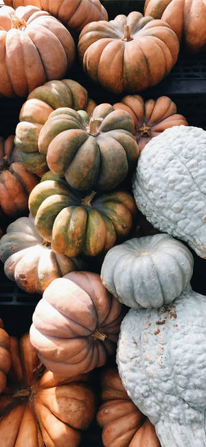 Pumpkins In Different Colors Thanksgiving iPhone Image — iPhone 17 Pro 壁紙