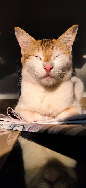 Realme 眠そうな猫
