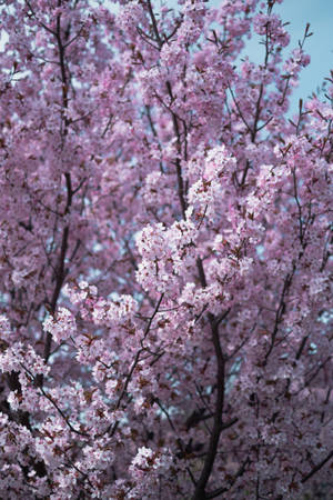 Samsung S20 Ultra 桜の木 — 桜 壁紙