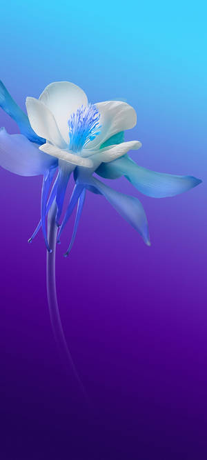 Vivo V20 白と青の花 — Infinix Zero 40 壁紙