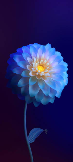 Vivo Y11 グラデーションの花 — Pixel 9a 壁紙
