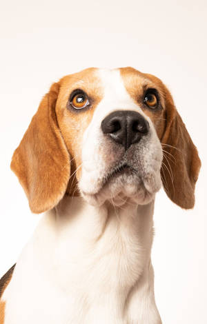 あごを上げたビーグル犬 — ギャラクシー Tab Active5 壁紙