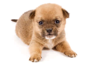 可愛い子犬の写真 — かわいい子犬 壁紙