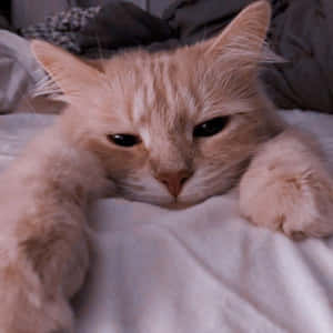 アートな猫の画像 — 美的な猫 壁紙