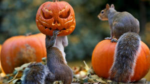 かわいいハロウィンのリスの壁紙。 — かわいいハロウィン 壁紙