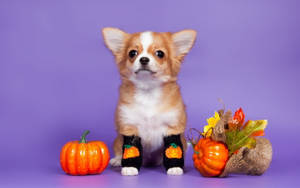 かわいいハロウィンの犬