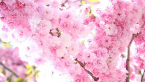 かわいいピンクの春の花々の壁紙