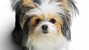 かわいい三毛テリア犬 — かわいい犬 壁紙