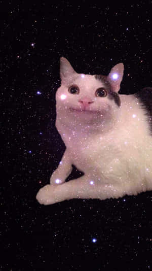 呪いの猫の写真 — 猫 壁紙