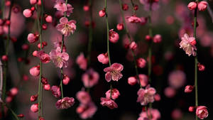 かわいい春の花咲く蔓