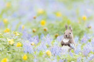 かわいい春の赤リス