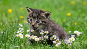 かわいい春の驚いた子猫
