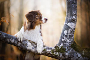 かわいい犬が木に登る — かわいい犬 壁紙