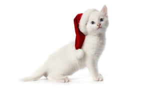 かわいい美しいクリスマスの写真