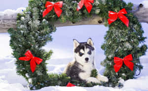 かわいい美しいクリスマスの写真