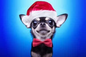 かわいい美しいクリスマスの写真
