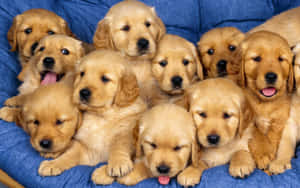 可愛い子犬の画像 — かわいい子犬 壁紙