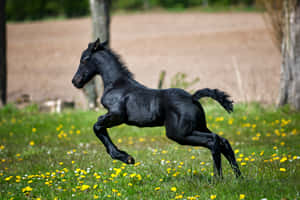 可愛い馬の壁紙 — かわいい馬 壁紙